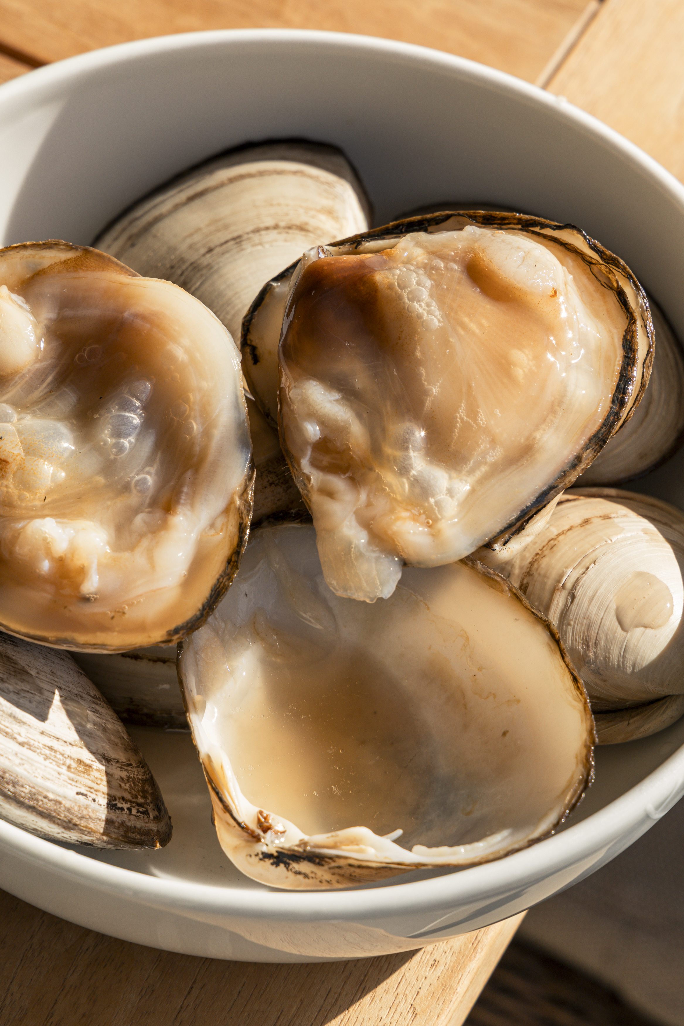The Storm Shell Clam