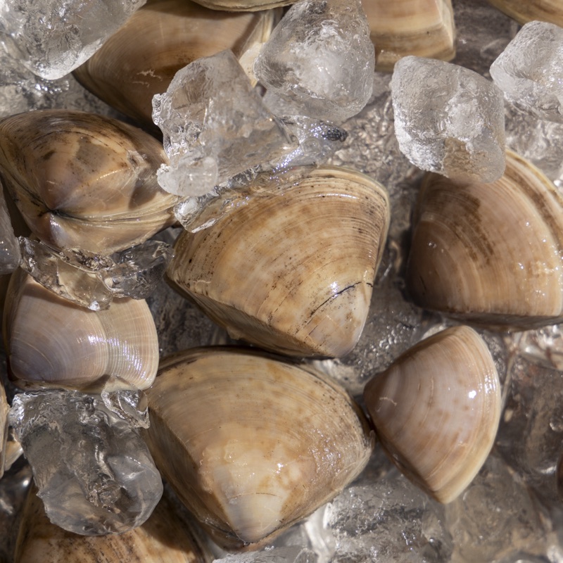Live Diamond Shell clams on crushed ice