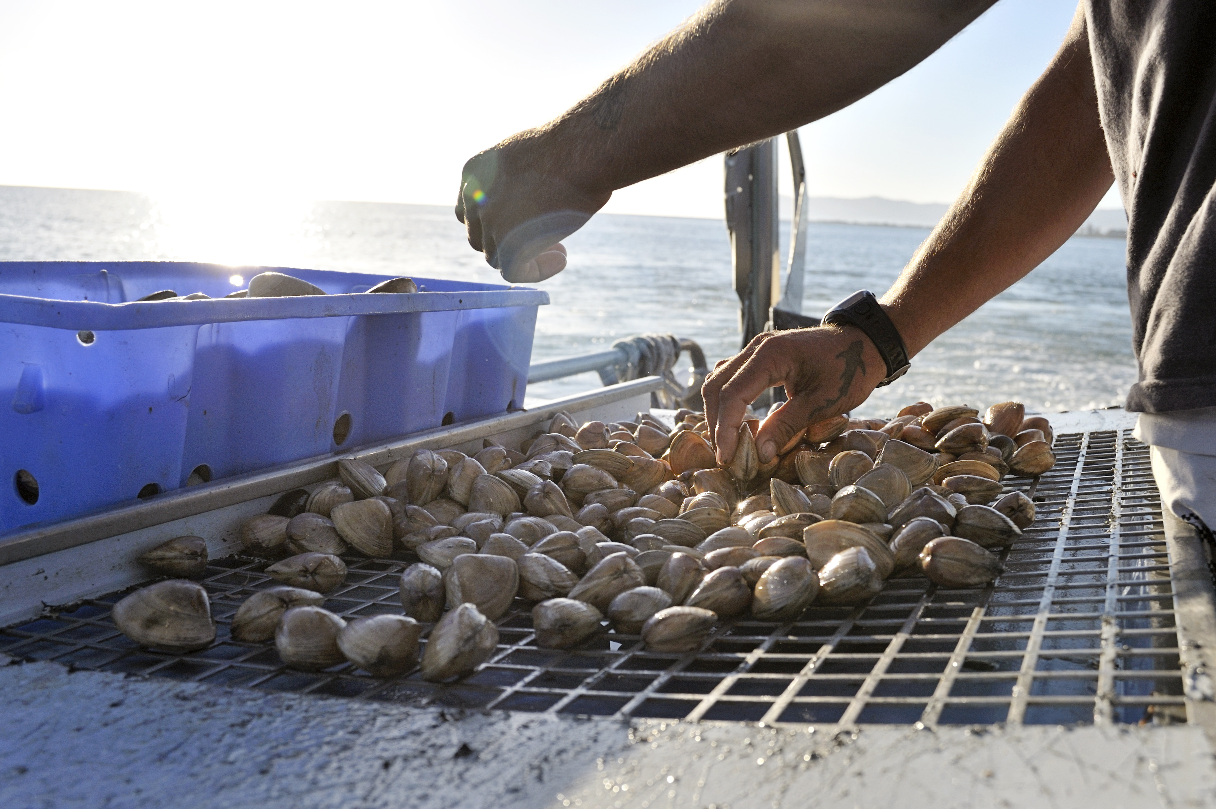 Cloudy Bay Clams purified clams