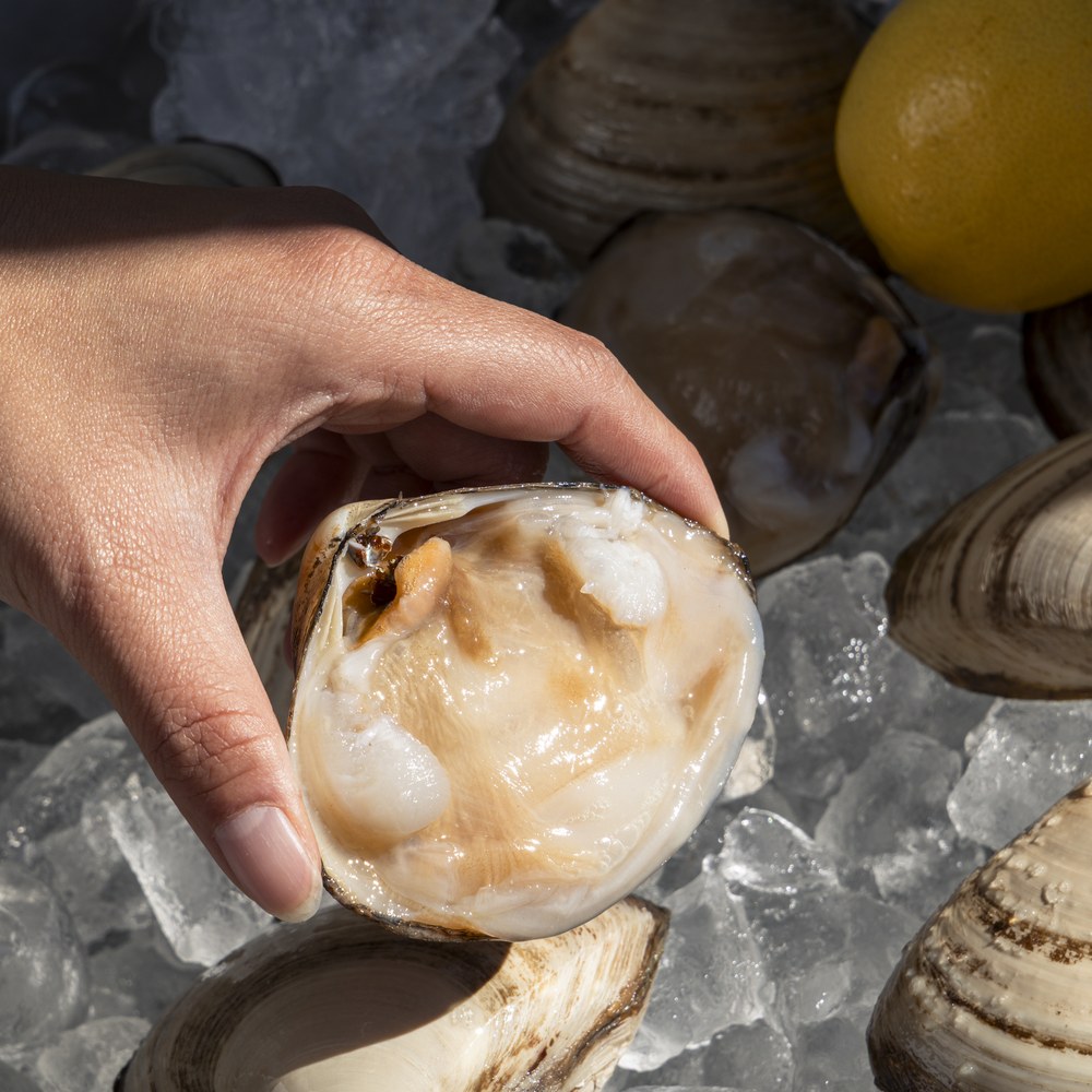 Raw Storm Shell clams on the half shell, angular white shells with pale straw bands